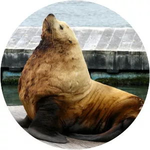 Steller sea lion