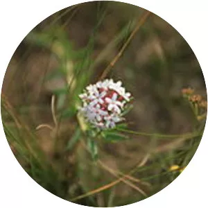 Stellera chamaejasme