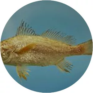 Stellifer lanceolatus - 