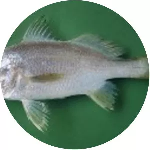 Stellifer stellifer - 