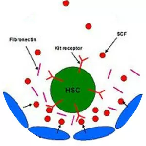 Stem cell factor - 