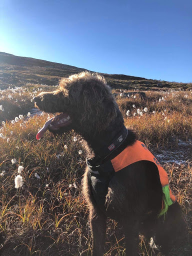 Stenberg Hundesenter