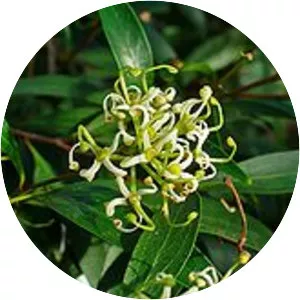 Stenocarpus salignus - 