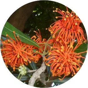 Stenocarpus sinuatus