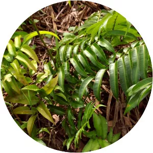 Stenochlaena palustris