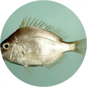 Stenotomus caprinus - 