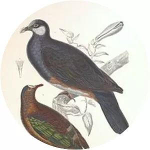 Stephan's emerald dove - Bird