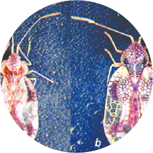 Stephanitis pyrioides