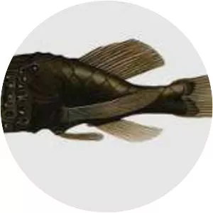 Stephanoberyciformes