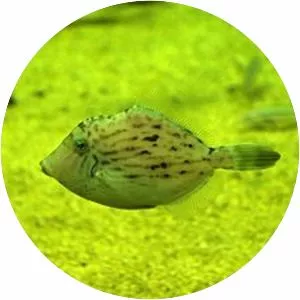 Stephanolepis cirrhifer