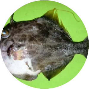 Stephanolepis diaspros