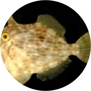 Stephanolepis hispidus