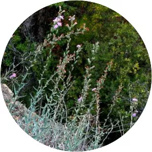 Stephanomeria cichoriacea