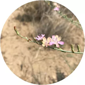 Stephanomeria virgata - 