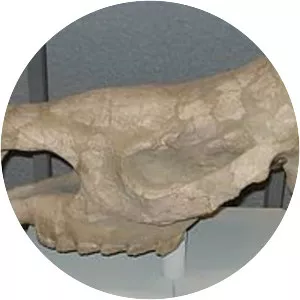 Stephanorhinus etruscus - 