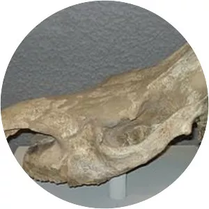 Stephanorhinus hemitoechus - 