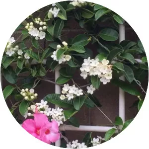 Stephanotis floribunda