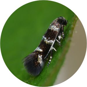 Stephensia brunnichella - 