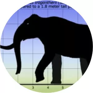 Steppe mammoth - Animal