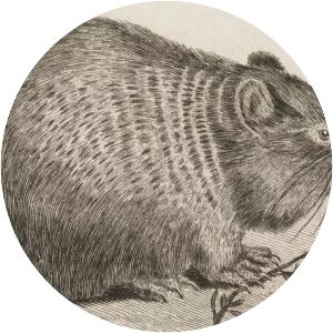 Steppe pika - Animal