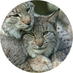 Steppentierpark Pamhagen - 