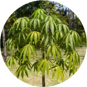 Sterculia foetida