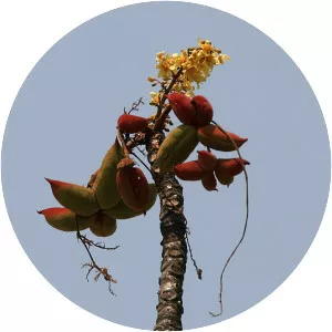 Sterculia villosa - Plants