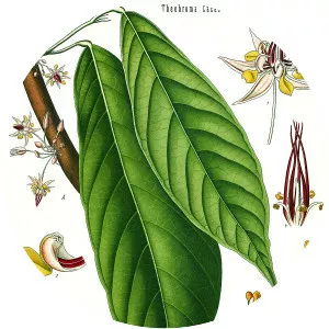 Sterculiaceae