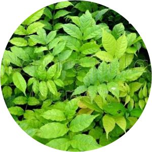 Stereospermum chelonoides - 