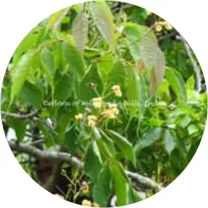 Stereospermum tetragonum