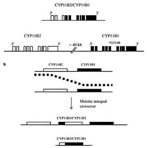 Steroid 11β-hydroxylase - Protein