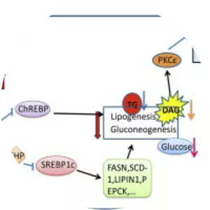 Steroidogenic acute regulatory protein