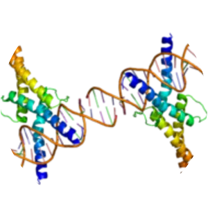 Sterol regulatory element-binding protein 1 - 