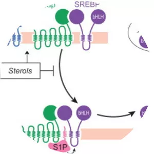 Sterol regulatory element-binding protein - 