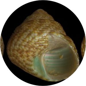 Steromphala adriatica - 