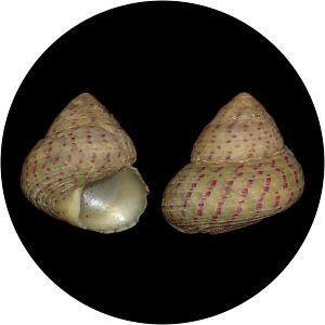 Steromphala divaricata - 