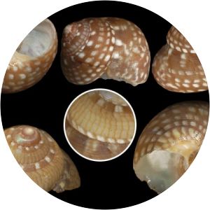Steromphala nivosa - 