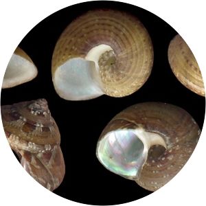 Steromphala umbilicaris - 