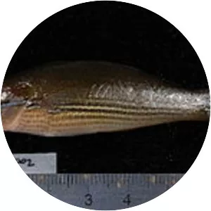 Stethojulis strigiventer - 