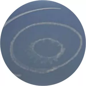 Steve Poleskie - Artist