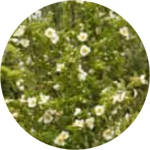 Stewartia - Plants