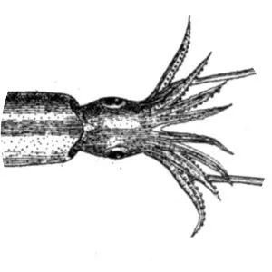 Sthenoteuthis oualaniensis