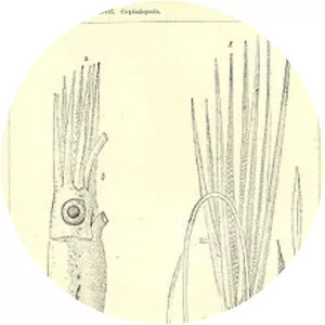 Sthenoteuthis pteropus