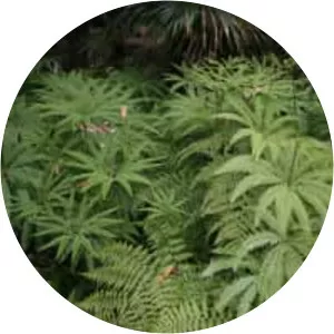 Sticherus flabellatus - 