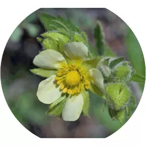 Sticky cinquefoil
