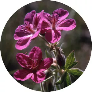 Sticky geranium - Plants