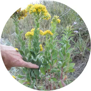 Stiff-leaved goldenrod