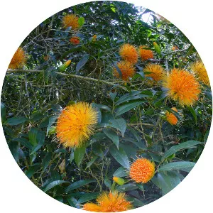 Stifftia chrysantha