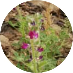 Stinging annual lupine