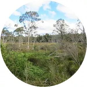 Stingray Swamp Flora Reserve - 